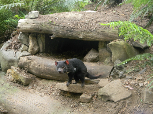 Tasmanian devil Conservation Park - un esemplare di Diavolo della Tasmania