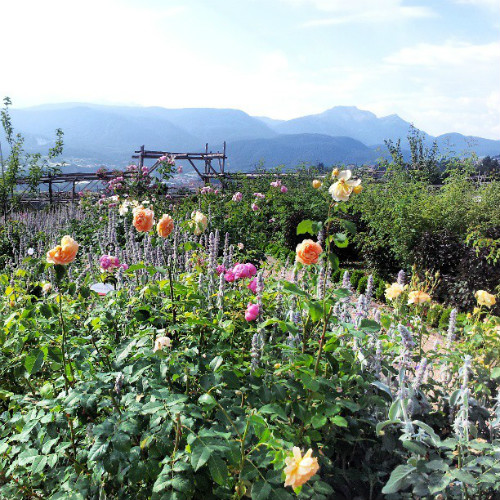 Giardino delle rose di Ronzone