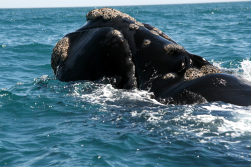 Balena, Penisola Valdes