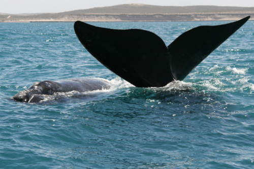 Coda di balena più piccolo al seguito