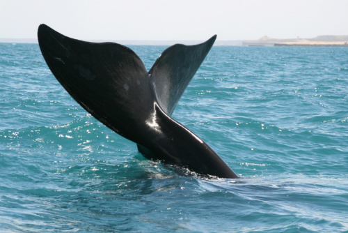 Coda di balena 