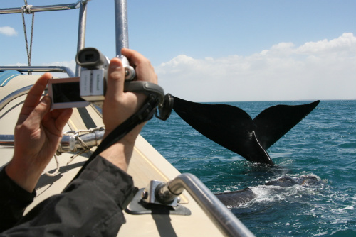 Filmando una balena