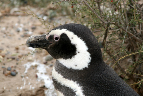 Pinguino argentino