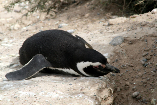 Pinguino, Penisola Valdes