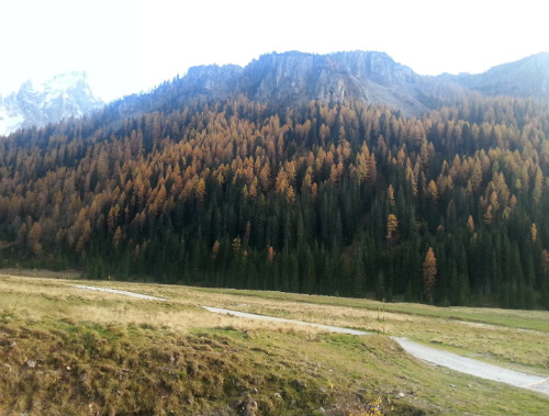 Gli alberi della Val Venegia