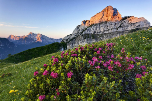 Dolomiti Friulane