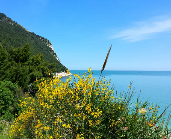 Tra le ginestre in fiore, Sirolo