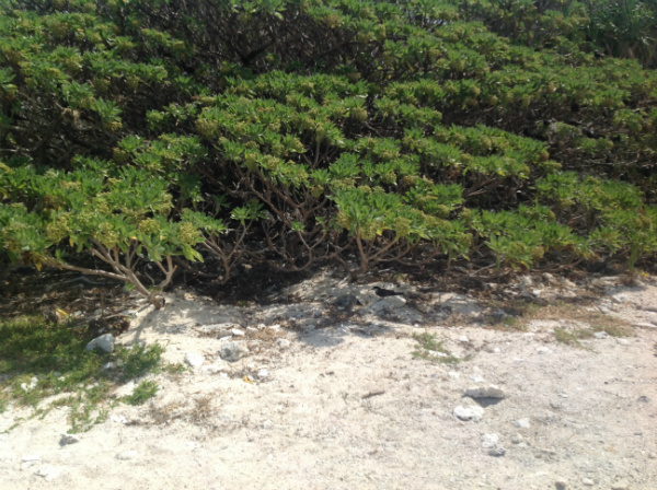 Alcuni esempi di uccelli che nidificano su Lady Elliot Island