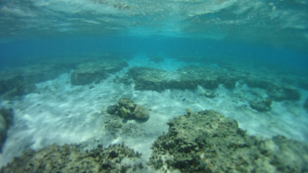 Snorkeling a Lady Elliot Island