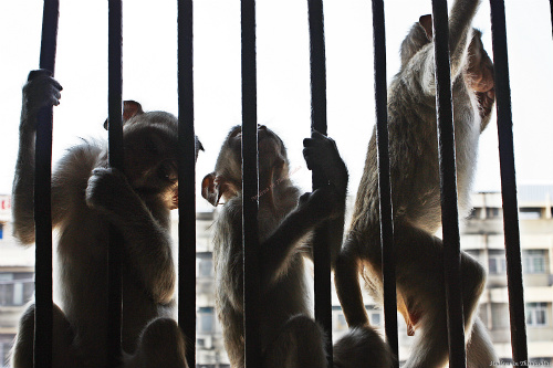 Noi in gabbia per difenderci dalle scimmie