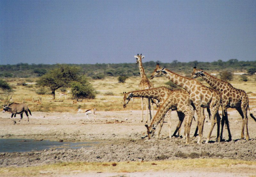 Giraffe all'Etosha Park