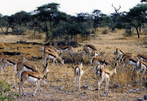 Qualche impala…