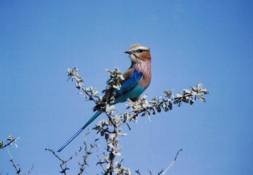 Roller (ghiandaia pettolilla) uccello simbolo della Namibia