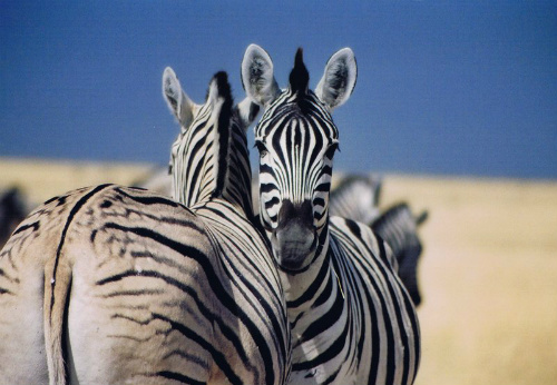 Abbraccio zebrato all'Etosha