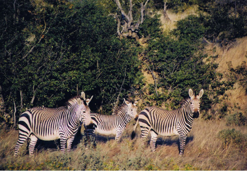 Namibia: zebre di montagna