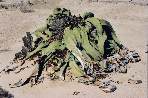La pianta più vecchia al mondo la Welwitschia