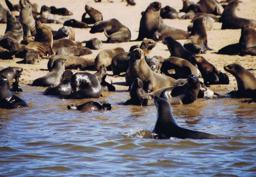 Colonia di cape Cross, Namibia