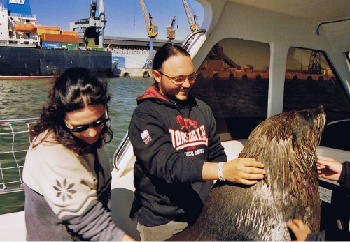 A bordo una foca con pelliccia del Capo