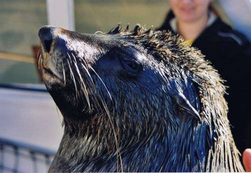 Foca dalla pelliccia a bordo, Walvis bay