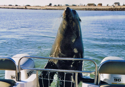 Attenzione arriva la foca a bordo! 