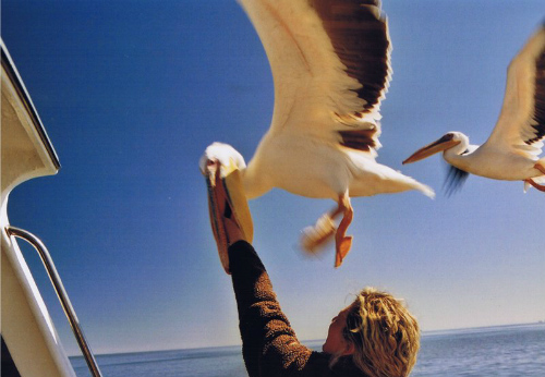 Walvis Bay, puoi dar da mangiare ai pellicani 