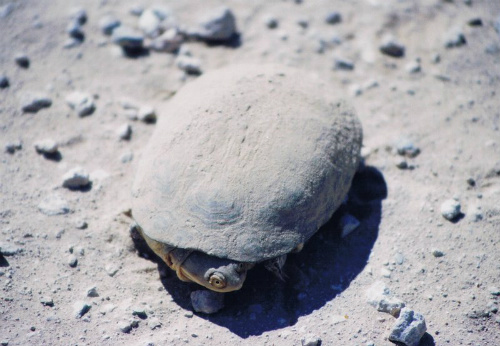 Tartaruga nel deserto namibiano