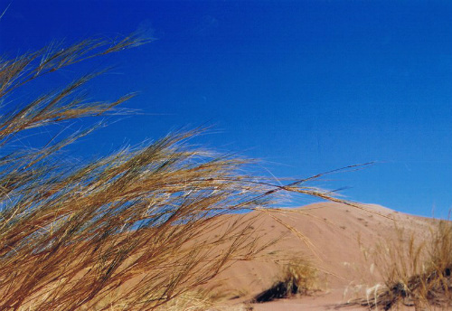 Vegetazione e deserto: Namibia