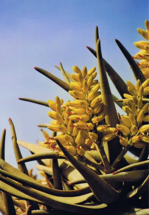 Fiore della Aloe Dicotoma, Namibia