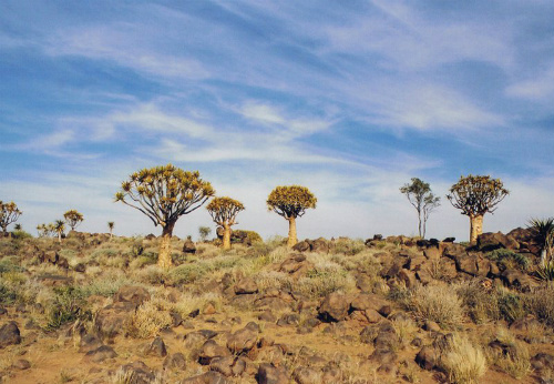 Keetmanshoop Quiver tree forest 