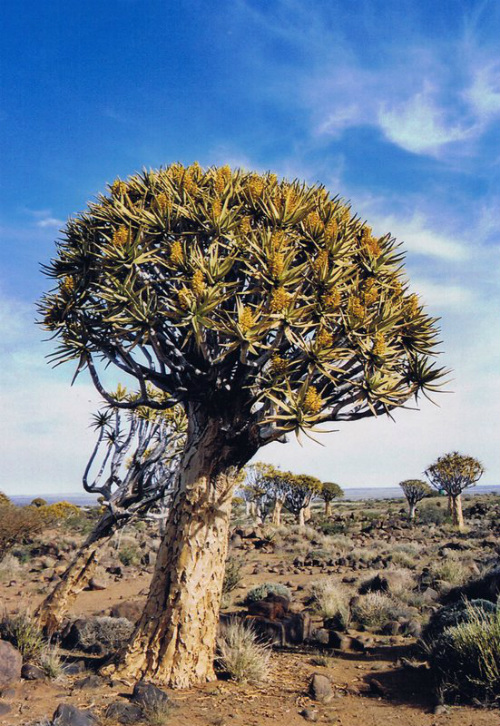 Quiver Tree Namibia
