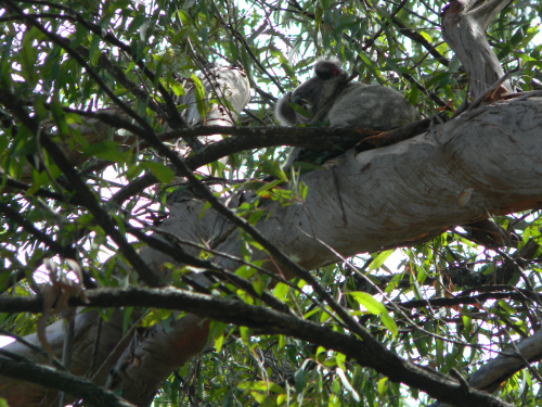 Koala a Noosa Heads, Laguna lookout