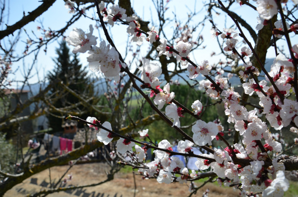 Fiori e bucato steso