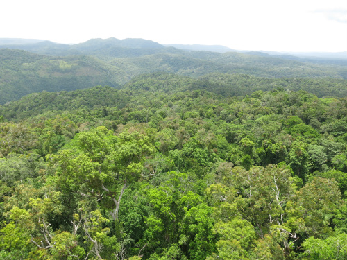 La vista sulla foresta pluviale da Skyrail