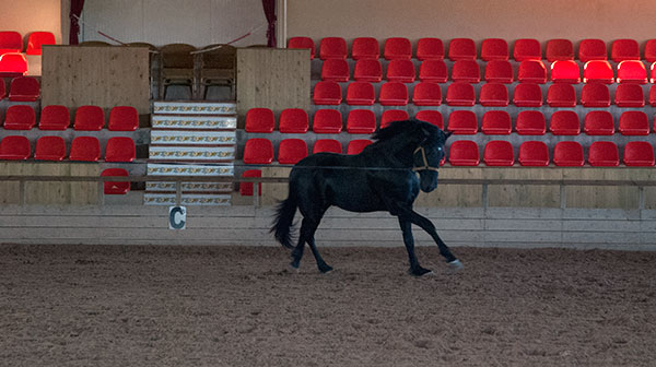 Cavallo a San Martorellet - Foto di Irene Cacciola