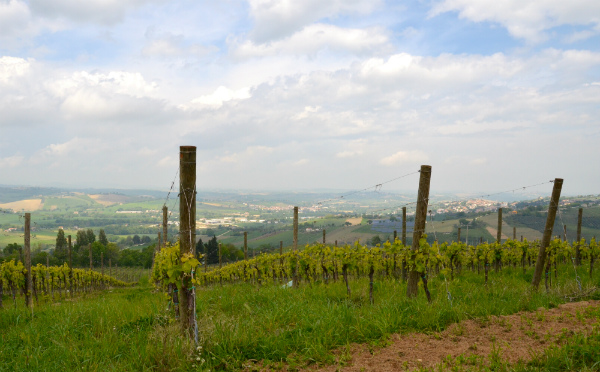 Le colline del Verdicchio a Casal Farneto