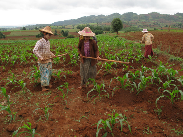 Da Kalaw a Inle Lake camminando per i campi e i villaggi remoti in 3 giorni