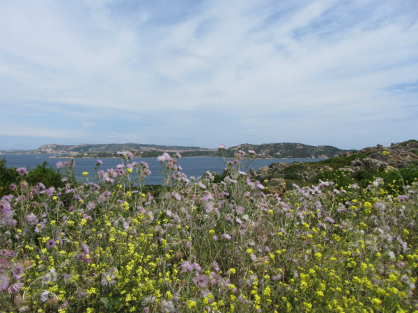 Fiori e scorci della Sardegna