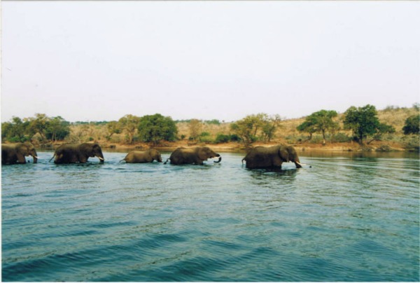 L’attraversamento elefanti, Serondela, Chobe