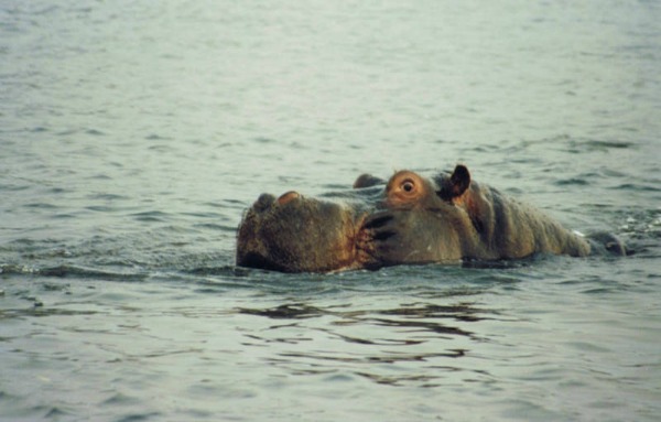 Ippopotamo: diffidare dal facciotto paffuto