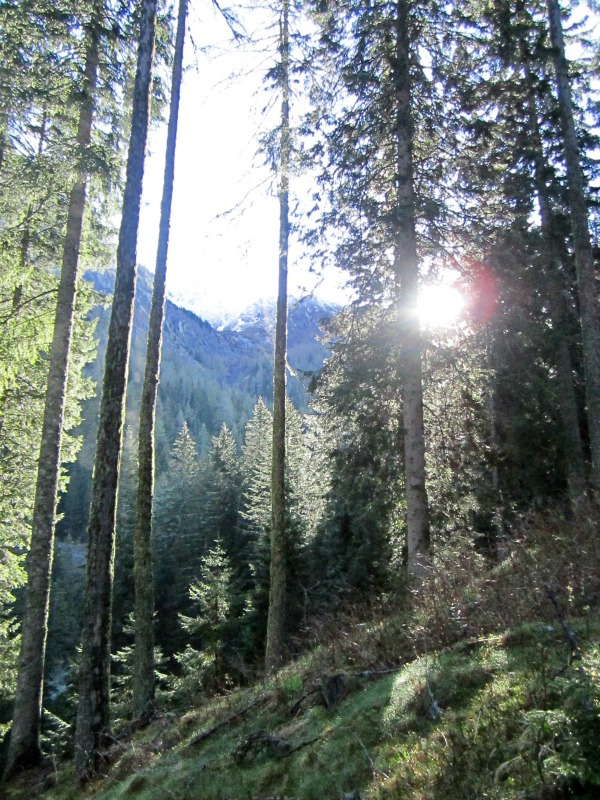 Bosco nei dintorni di Forni Avoltri