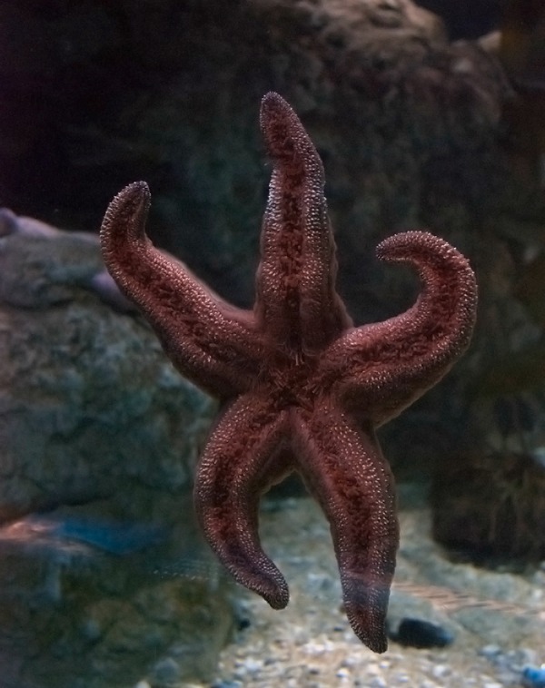 Un’enorme stella marina