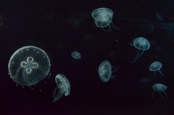 Meduse luminescenti