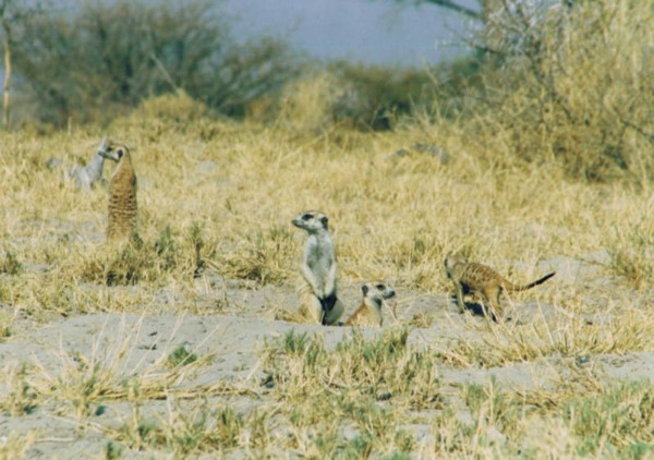 Suricata, uno degli animali più simpatici in natura