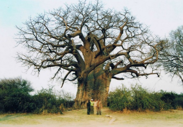 Baobab, Botswana