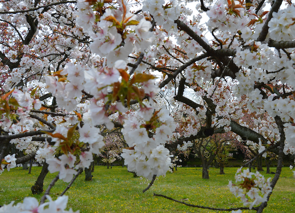 Il giardino Seiryu-en in primavera