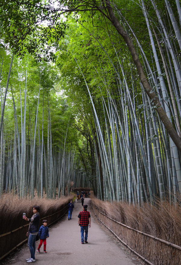 La foresta di Bambù