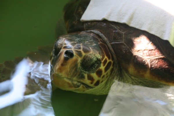 Tartaruga ricoverata al centro nei pressi di Dalyan