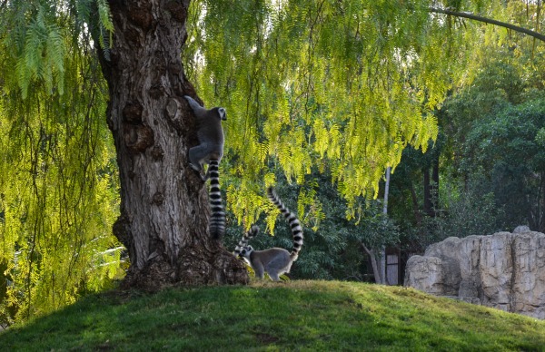 I lemuri che si divertono