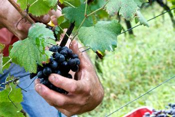 Tempo di vendemmia, alcune idee per questo nuovo tipo di turismo