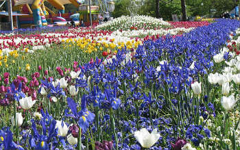 Festival dei fiori e giardini in giro per l’Europa – Da Floriade a Floralia